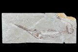 Predatory Fossil Fish (Apateopholis) - (Special Price) #70228-1
